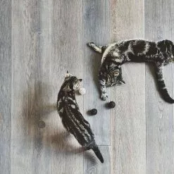 MiaCara Filo Katzenspielzeug Ball 3er Set -Möbel Verkaufsgeschäft none 1261x1261 ID2041711 78fe6bc0e334bfc08fa804841135032e