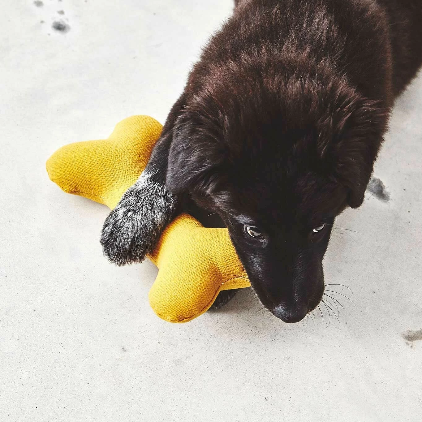 MiaCara Stella Hundespielzeug Knochen 10 MiaCara Stella Hundespielzeug Knochen – Bild 8