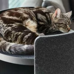 MiaCara Torre Kratzturm S -Möbel Verkaufsgeschäft none 1374x1374 ID2041770 5a25580aff5d10dc390d8a5f7814d213