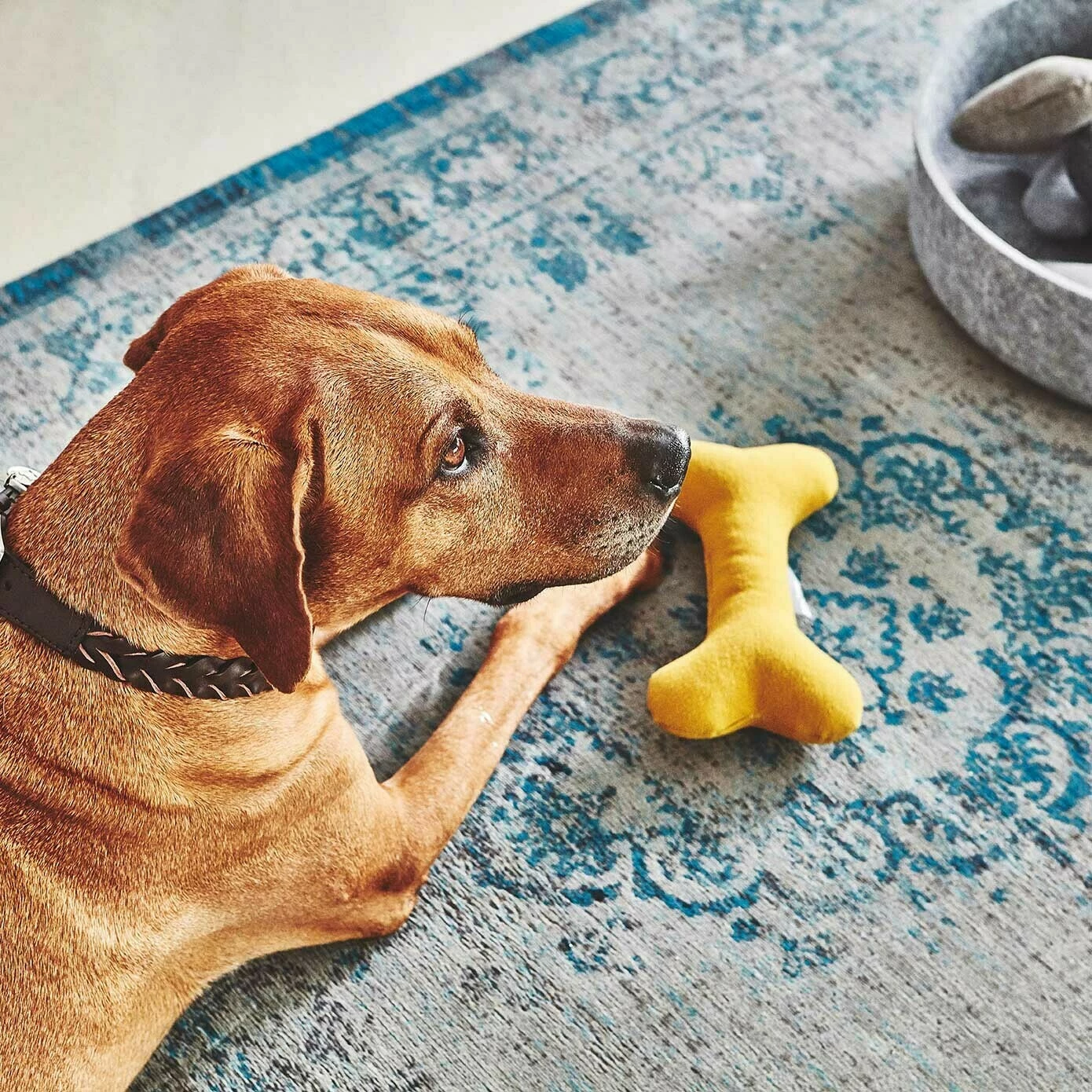 MiaCara Stella Hundespielzeug Knochen 4 MiaCara Stella Hundespielzeug Knochen – Bild 2