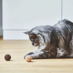 MiaCara Filo Katzenspielzeug Ball 3er Set -Möbel Verkaufsgeschäft none 1390x1390 ID2041713 bd7882fc15a25663fe71d91c4d606090
